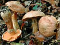 Suillus tridentinus