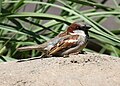 House Sparrow