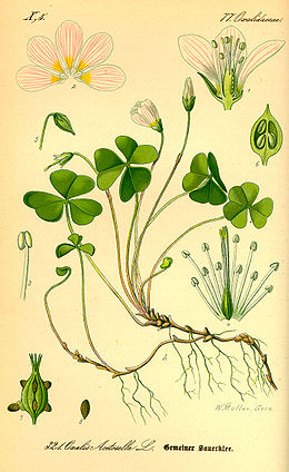 Paprastasis kiškiakopūstis (Oxalis acetosella)