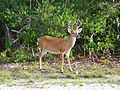 Image 21Key deer in the lower Florida Keys (from Geography of Florida)