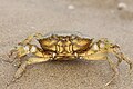 Carcinus aestuarii