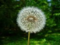 * Nomination Infrutescence of the Common Dandelion (Taraxacum officinale) --Llez 18:32, 12 August 2010 (UTC) * Promotion nice --Mbdortmund 21:44, 12 August 2010 (UTC)