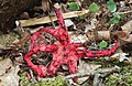 Clathrus archeri