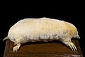 * Nomination European Mole, albino form. --Archaeodontosaurus 09:43, 19 August 2010 (UTC) * Promotion Precise to a hairsplit. Rama 09:53, 19 August 2010 (UTC)