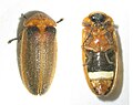 Photuris sp.