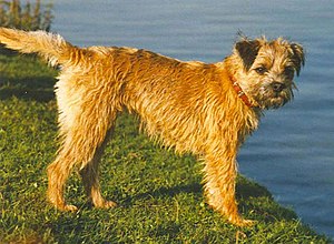 Border Terrier