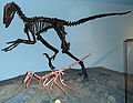 Deinonychus (Background) Buitreraptor (Foreground)