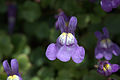 Cymbalaria pallida