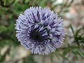 Globularia alypum