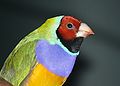 Gouldian Finch