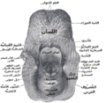 مدخل الحنجرة من الخلف.