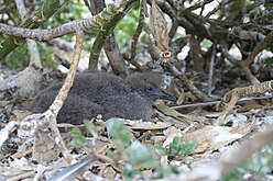 Onvolwassen vogel op nest