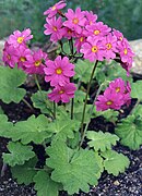 Primula heucherifolia