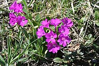 Primula pedemontana