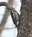 Yellow-bellied Sapsucker