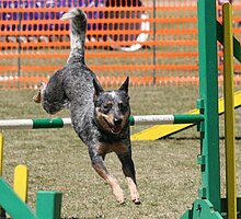 Ein Hund springt über ein grün-weißes Hindernis auf den Fotografen zu, der Körper ist langgestreckt und die Rute hoch erhoben