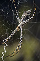 Argiope lobata