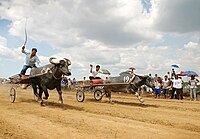 Course de carabaos à Pulilan au moment du Carabao Festival en l'honneur du Saint patron Isidore le Laboureur.