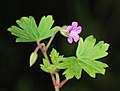 Журавець круглолистий (Geranium rotundifolium)