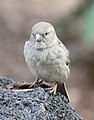 House Sparrow