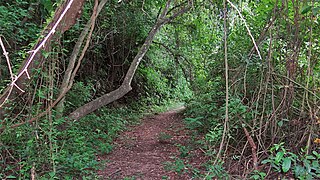 Sendero llamado El Pedemontano en las yungas del Parque nacional Calilegua