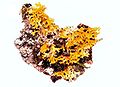 Xanthoria fulva