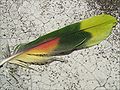 Pluma de loro