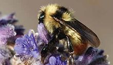 Bombus centralis.jpg