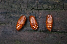 Pupae