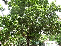 Kanelondoa (Cinnamomum zeylanicum)