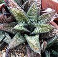 Gasteria batesiana té fulles molt tuberculoses (rugoses/berrugoses) i finament rugoses (arrugades).