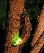 Common European Glowworm