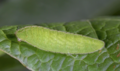 Lycaena dispar-Bruco