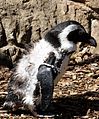 African Penguin