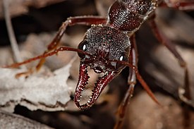 Голова муравья Myrmecia sp.