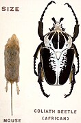 Royal Goliath Beetle