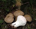 Lycoperdon perlatum