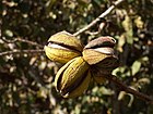 Shtat yongʻogʻi (inglizcha: Native pecan)