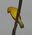 Saffron Finch