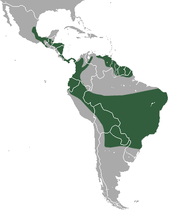 Présence en Amérique centrale et du Sud, principalement au Brésil