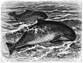 Porpoise