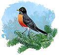 Turdus migratorius