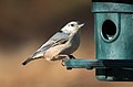 * Nomination White-breasted nuthatch at a feeder in Green-Wood Cemetery --Rhododendrites 17:46, 25 November 2020 (UTC) * Promotion  Support Good quality. --Tournasol7 10:20, 26 November 2020 (UTC)