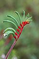 Image 19Kangaroo paw in Kings Park (from Perth)