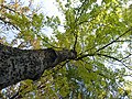 Yellow leaves of a tree in autumn at the Jevremonac Botanical Garden