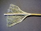 Hemp stem fibre