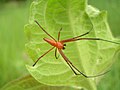 Oxyopidae (Thorell, 1870) gaupeedderkopper 1 art/slekt