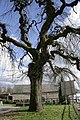 Ulmus glabra 'Pendula', Redu (Belgium).