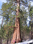 Giant Sequoia