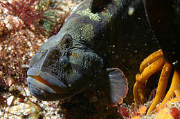 Cebidichthys violaceus